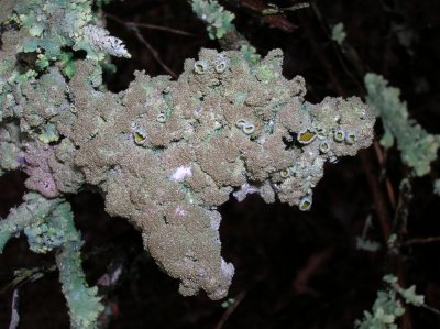 Strange Lichen/Fungus?