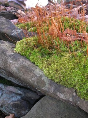 Moss and Stone