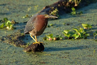Green Heron