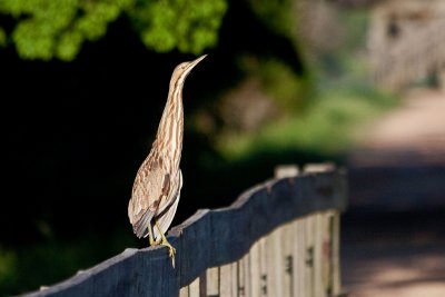 American Bittern