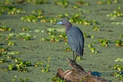 Little Blue Heron