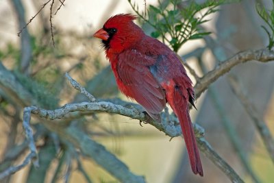 Cardinal