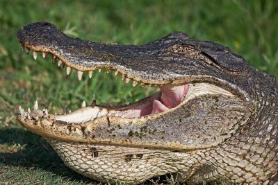 American Alligator