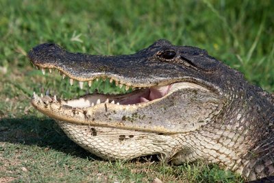 American Alligator