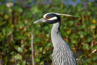 Yellow Crowned Night Heron