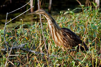American Bittern
