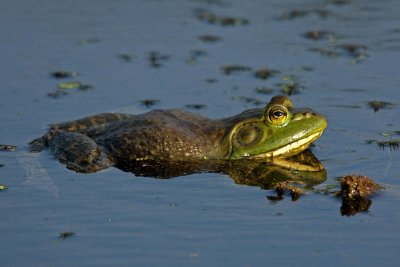 Bullfrog