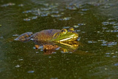 Bullfrog