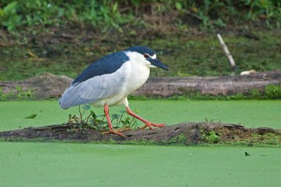 Black Crowned Night Heron