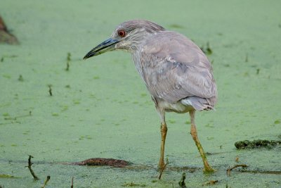 Juvenile Black Crowned Night Heron