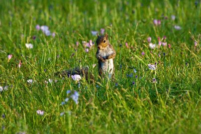 Squirrel in Widlflowers