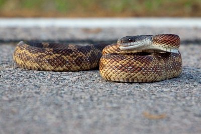 Broadbanded Watersnake