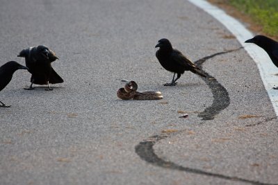 Blackbirds Harassing Broadbanded Watersnake