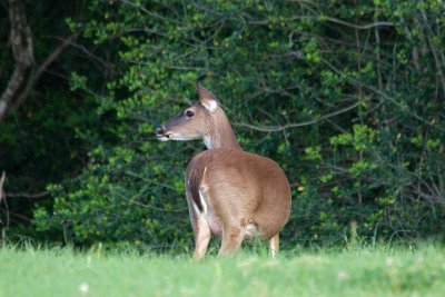 Brazos Bend State Park - 3/31/11