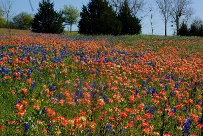Field of bluebonnets and Indian Paintbrush between Washington-on the Brazos and Chappell Hill.