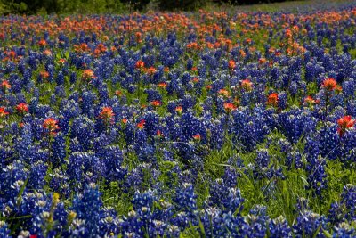 Field of bluebonnets and Indian Paintbrush between Washington-on the Brazos and Chappell Hill.