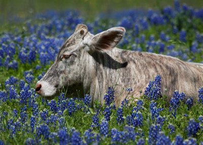 Resting Among the Bluebonnets