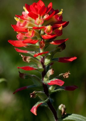Wildflowers 2012
