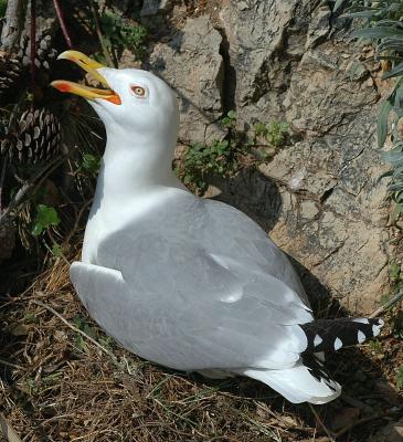 Herring Gull