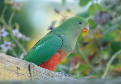 Juvenile King Parrot