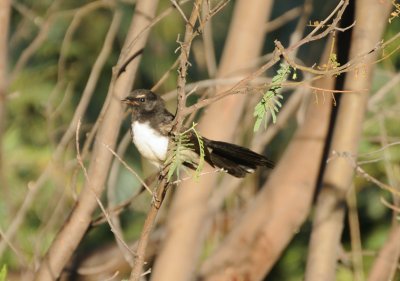 Willy Wagtail - of the Fantail family