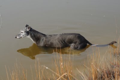 Nero - Member of the Iceberg Club!  Temps down to about 4 C, but he likes his dip in the dam.