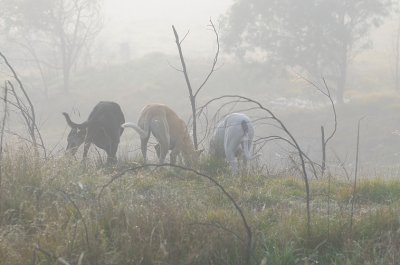 Three Greys in the fog.