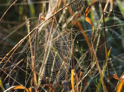 Cobweb in the grass