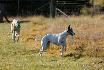 Hilary & Tom on the morning paddock walk.