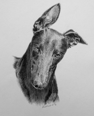 Black Greyhound, Johnno - graphite pencil.