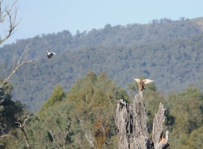 Brown Falcon and Magpie