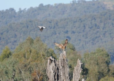 Brown Falcon and Magpie