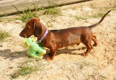 Buddy and friend enjoying the sand pit.