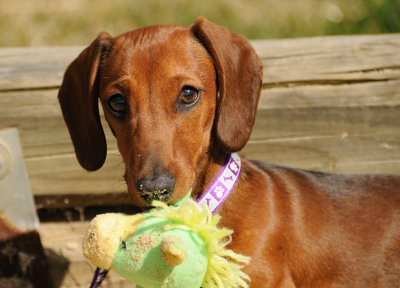 Buddy  Bowden - 4 month old Miniature Dachshund and as cute as a button.