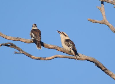 Kookaburras having their morning chuckle