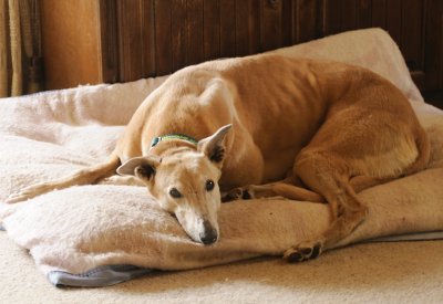 Lady - 6 y.o. and my new foster Greyhound. Greyhounds know what cushions are for.