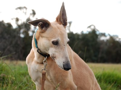 Foster Greyhound, Lady.