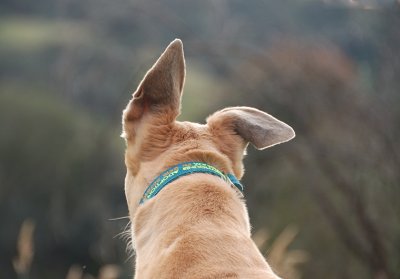 Foster Greyhound, Lady.