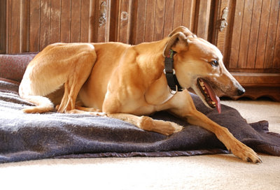 Foster Greyhound, Millie