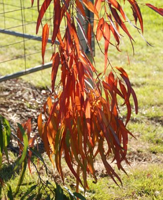 Lemon-scented Eucalypt leaves 