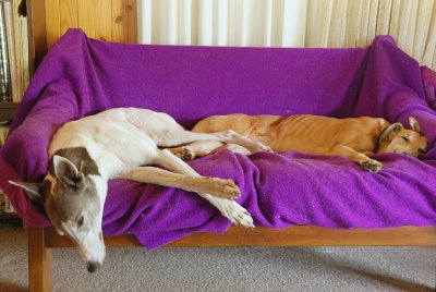 Hilary & foster Greyhound 6 y.o. Millie