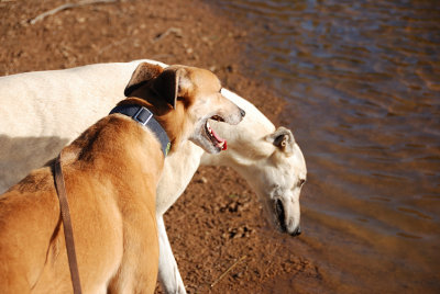 Tom with Foster Greyhound - 6 y.o. Millie
