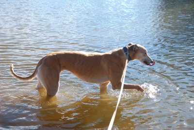 Foster Greyhound - 6 y.o. Millie