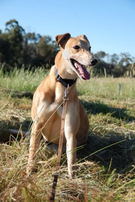 Foster Greyhound - Millie