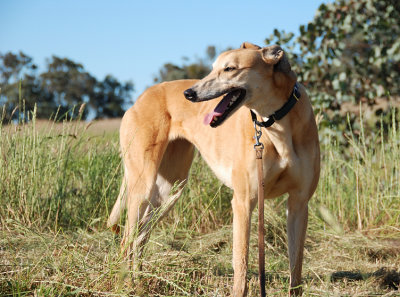 Foster Greyhound - 6 y.o. Millie