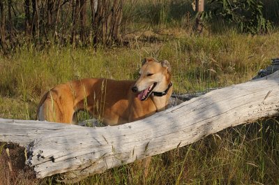 Millie now off lead and relaxed while visiting the dam.