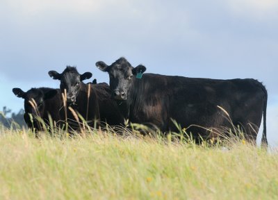 Neighbour Peter's black cattle 