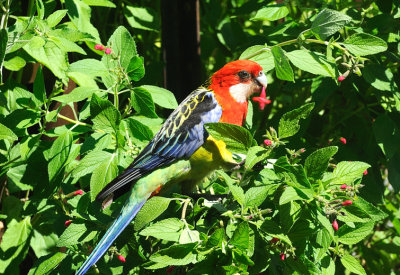 Male Eastern Rosella on the Clarey Sage -  through the glass door