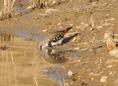 Diamond Firetail Finch