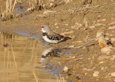 Diamond Firetail Finch